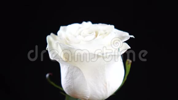 白色玫瑰在黑色背景上旋转爱的象征情人节卡片设计视频的预览图