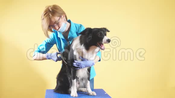 穿着蓝色制服的金发美女戴着眼镜修剪着狗狗的头发视频的预览图