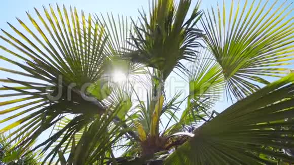 仰望棕榈树阳光透过视频的预览图