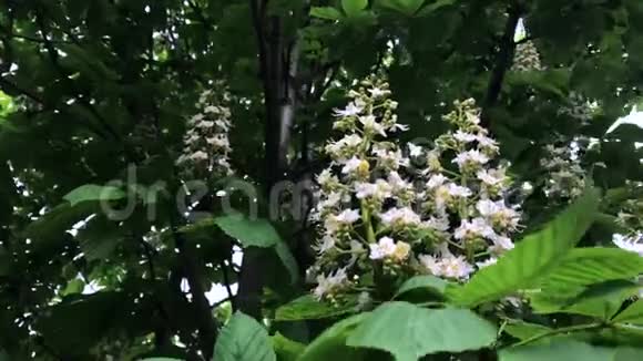 春暖花开的栗子在晴天视频的预览图
