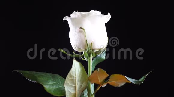 白色玫瑰在黑色背景上旋转爱的象征情人节卡片设计视频的预览图