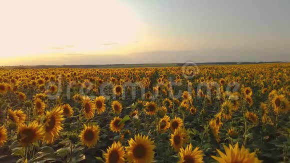 在夕阳的背景下飞过一片盛开的向日葵视频的预览图