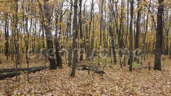 秋天的森林落下的黄叶视频的预览图