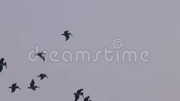 海鸟在雾中飞得很高视频的预览图