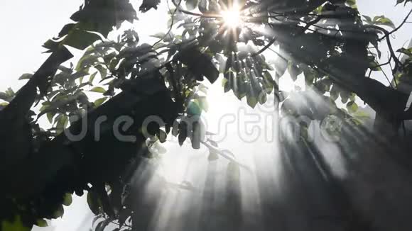 阳光透过树木照射视频的预览图