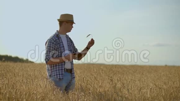 在清晨的日出中老白种人农民在他的农场上的金色麦田里散步视频的预览图