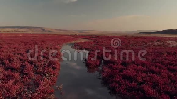 在干涸的湖底种植红植物视频的预览图