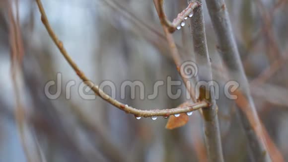 水滴在薄薄的树枝上视频的预览图