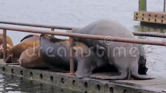 一个码头上堆积着巨大的海豹视频的预览图
