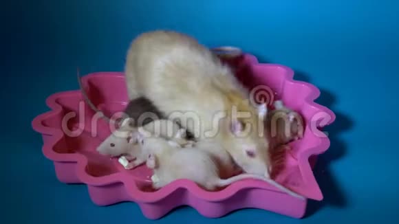 一家老鼠一个白化病的妈妈和她的小黑米色小老鼠坐在蓝色的粉红色盘子里视频的预览图