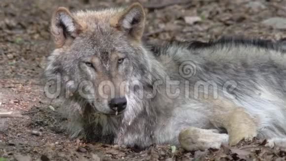 懒惰的欧洲狼在森林里休息视频的预览图