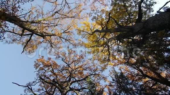 秋天在树梢视频的预览图