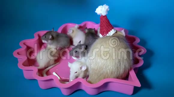 人们在圣诞老人的红帽子里扮演和喂养可爱的小老鼠和他们的母亲一家老鼠坐在粉红色的视频的预览图