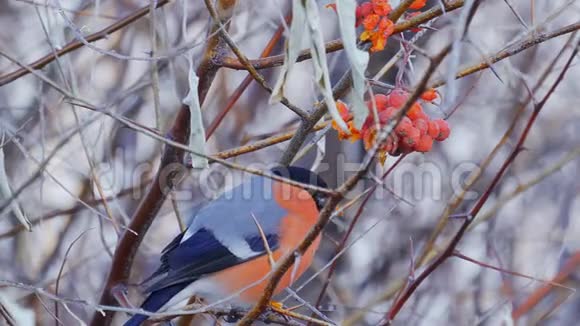 鸟雄欧亚大牛雀磁黄坐在树枝上吃红山灰的浆果视频的预览图