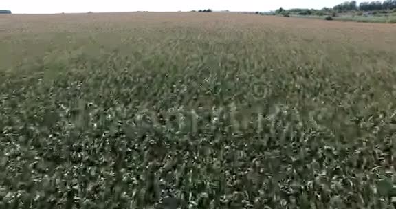 田野里的玉米视频的预览图