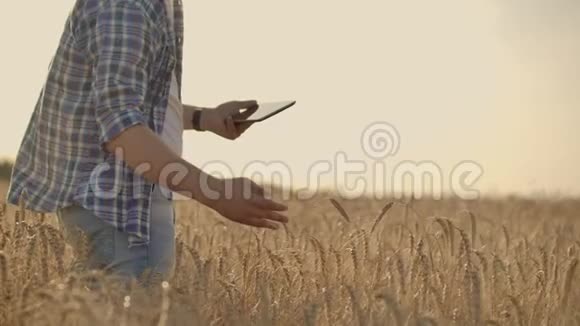 农民在麦田里使用平板电脑从事农业技术领域工作的科学家紧紧抓住男人的手视频的预览图