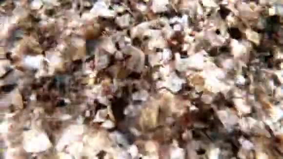 海滩上海贝壳与海浪合拢视频的预览图