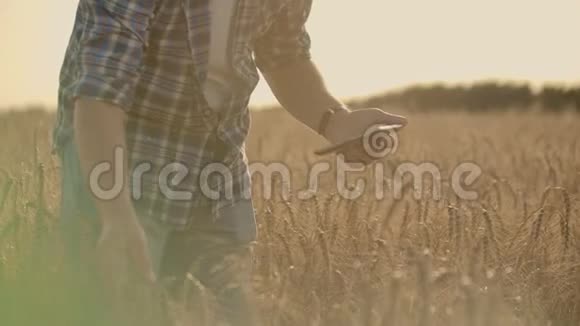 在清晨的日出中老白种人农民在他的农场上的金色麦田里散步视频的预览图