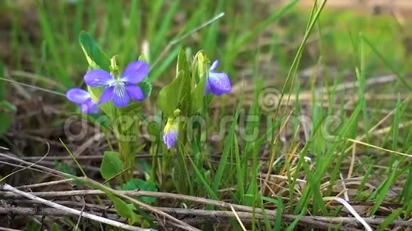 林紫罗兰在春风轻拂下在嫩绿的草地上微微颤动视频的预览图