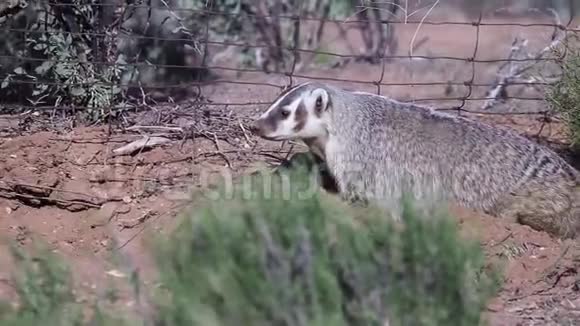 一个獾在沙漠西南的一个老栅栏的底部附近的一种蛇草植物下在松散的土壤中挖来挖去视频的预览图