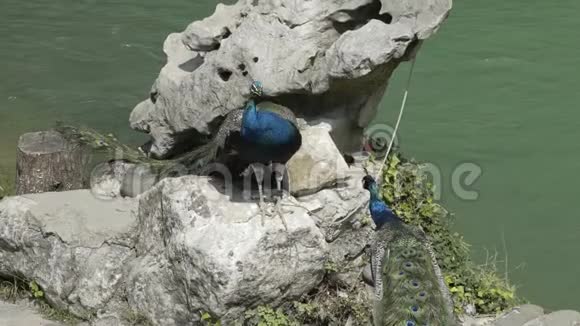 孔雀坐在湖底的石头上孔雀无疑是最吸引人的鸟类之一视频的预览图