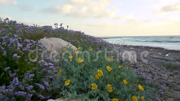 日落时海岸线旁盛开的花朵视频的预览图