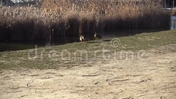 一对马拉德鸭子拿铁鸭嘴兽沿着湖边走视频的预览图