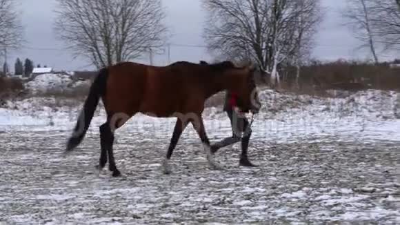 一个穿着时髦衬衫的漂亮女孩在初冬和特拉克纳马一起散步视频的预览图