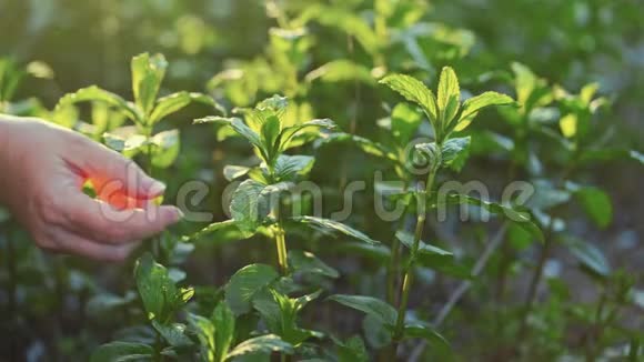 闭上农夫的手在花园里采摘薄荷叶在阳光下种植慢动作视频的预览图