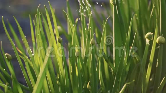 在花园里浇上绿葱慢动作日落时分水滴落在植物上视频的预览图
