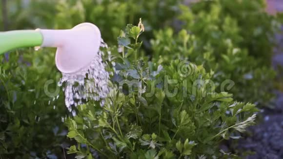 把花园里的香菜收起来慢一点水滴落在植物身上视频的预览图