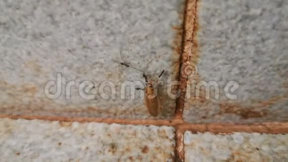 4K蚂蚁搬运死蟑螂视频的预览图