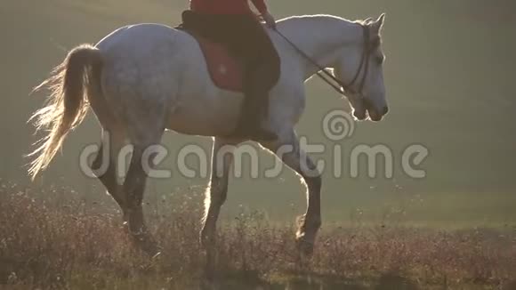 骑师骑着纯种的白种马慢动作视频的预览图