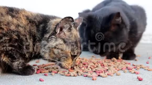 关闭几只流浪猫从地面户外吃干粮视频的预览图