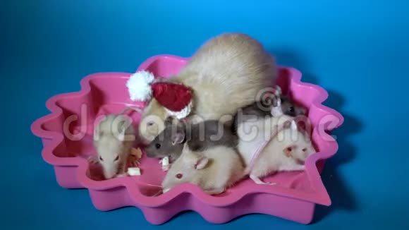 老鼠新年的象征戴着圣诞老人的帽子她的孩子们坐在粉红色的椅子上玩和吃奶酪视频的预览图
