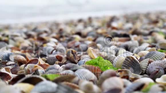 美丽的海滩有许多贝壳绿色海藻和海浪的背景视频的预览图