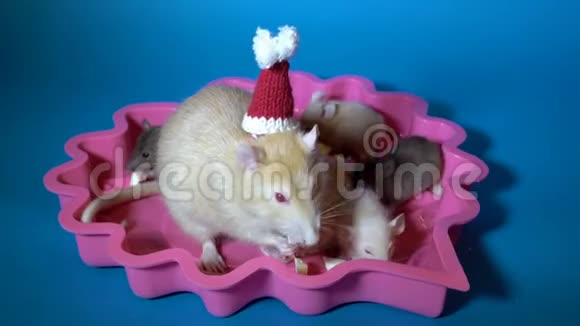一个可爱的装饰鼠家族在粉红色盘子里吃蓝色背景的奶酪妈妈是戴着圣诞老人红帽子的老鼠视频的预览图