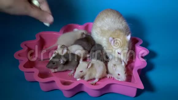 小米黄色和黑色的老鼠宝宝和他们红眼睛的大妈妈在蓝色的粉红色盘子里吃奶酪视频的预览图