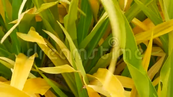 绿黄相间的斑叶花园里长的杂色绿黄色热带植物叶子天然热带异域风情视频的预览图