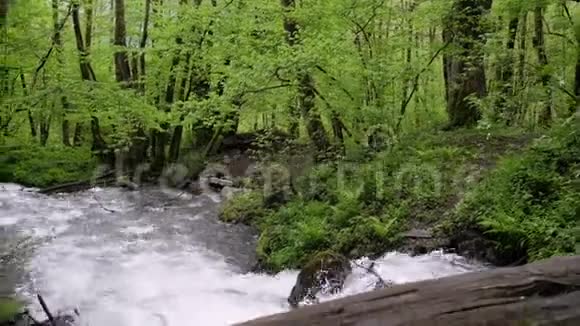 有河流的林地视频的预览图