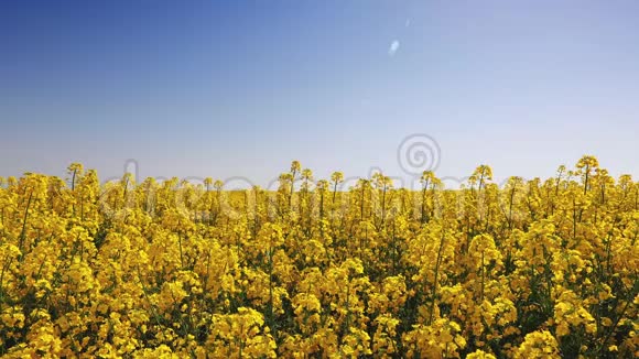 黄色油菜花在晴朗的蓝天上视频的预览图
