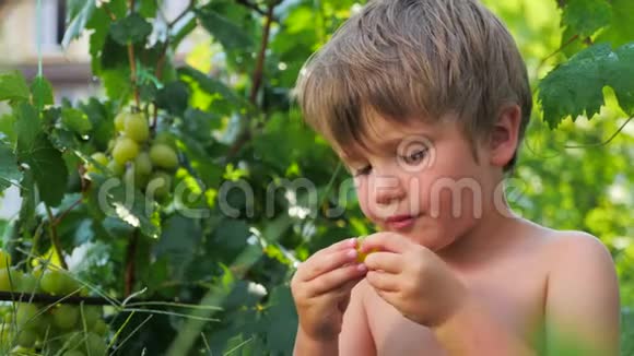 孩子手里葡萄小孩吃葡萄收获果实视频的预览图