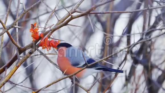 鸟雄性欧亚大牛翅坐在树枝上吃红山灰的浆果视频的预览图