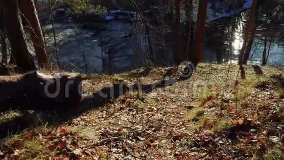 树桩从森林的一座小山上滚下来视频的预览图