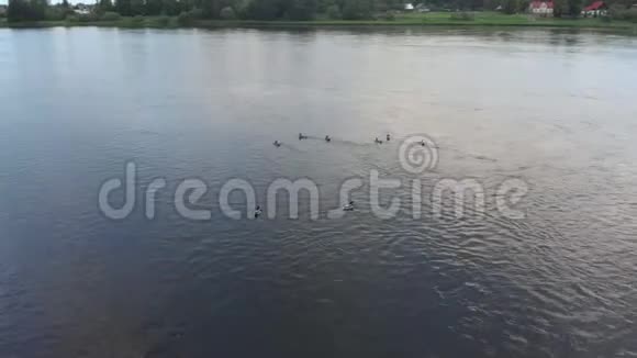 空中河景飞在达加瓦的鸭子上方美丽的自然水景傍晚视频的预览图