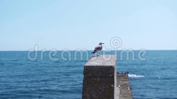 以大海和蓝天为背景的码头上的海鸥视频的预览图