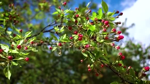 一棵苹果树枝上有红色的芽在淡淡的春天里摇曳视频的预览图