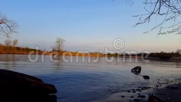 早晨的河流场景与天鹅游泳和野生动物鸟类飞越水在白天河滨水流渠水视频的预览图