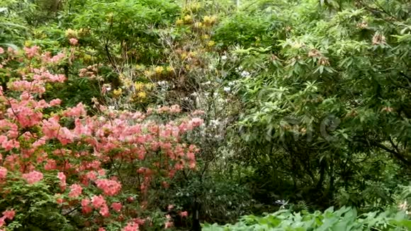 植物园桃橙杜鹃视频的预览图