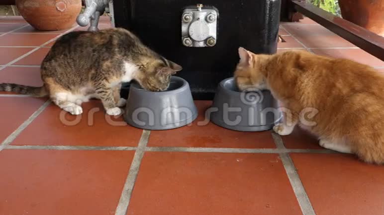 两只猫在吃午餐视频的预览图